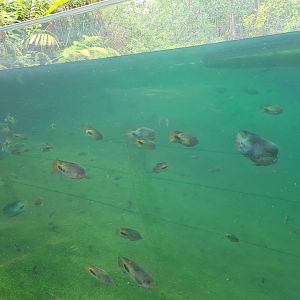 Mangrove - South American cichlids in Manatee creek