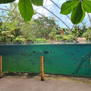 Mangrove - South American cichlids in Manatee creek