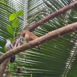 Mangrove - Blue ground doves