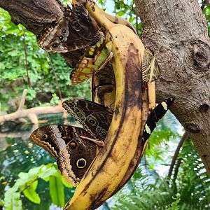 Mangrove - Very popular banana