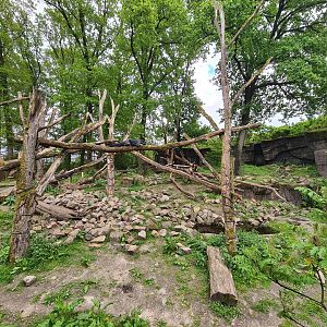 Rimba - Sun bear and Binturong enclosure