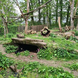 Rimba - Sun bear and Binturong enclosure