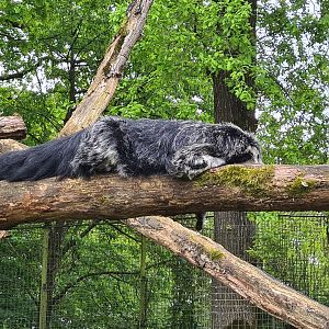 Rimba - Binturong