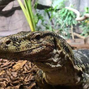 Rimba - Asian water monitor