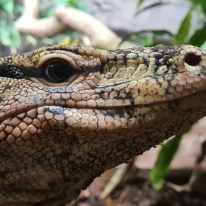 Rimba - Asian water monitor