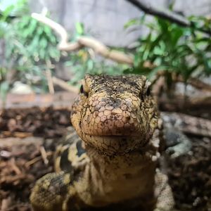 Rimba - Asian water monitor