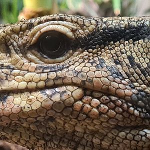 Rimba - Asian water monitor