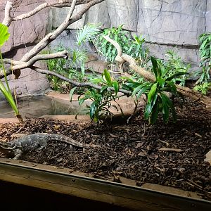 Rimba - Asian water monitor enclosure