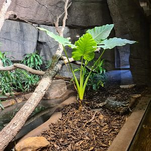 Rimba - Asian water monitor enclosure