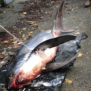Common thresher shark, Alopias vulpinus, being prepared for dissection