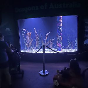 Sea Dragon exhibit