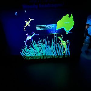 Sea Dragon Exhibit
