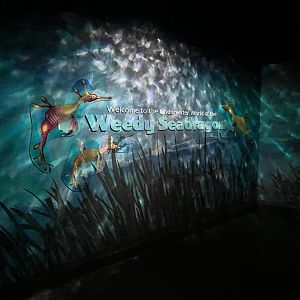 Sea Dragon exhibit