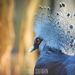 victoria crowned pigeon