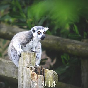 Ring Tailed Lemur