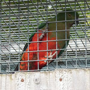 Australian king parrot