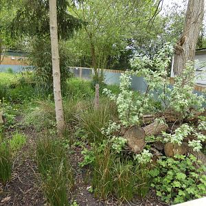 Racoon dog enclosure