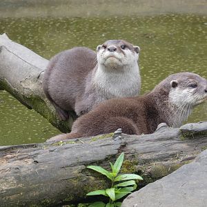 Asian short-clawed otter