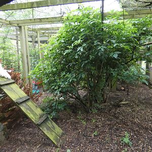 Eurasian wildcat enclosure