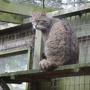Eurasian wildcat