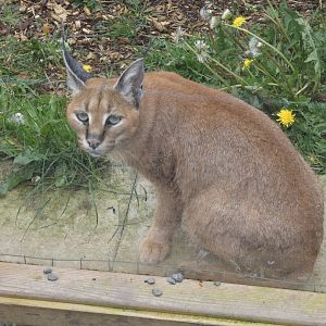 Caracal