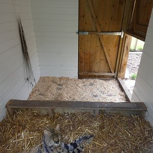 Serval indoor enclosure