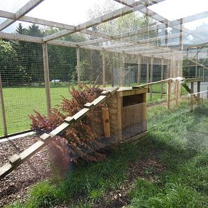 Serval outdoor enclosure