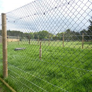 Serval outdoor enclosure