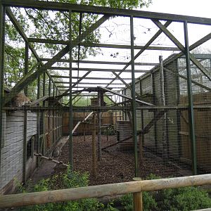 Bobcat enclosure