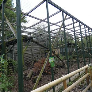 Junglecat enclosure