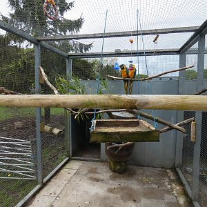 Blue-and-gold macaw aviary