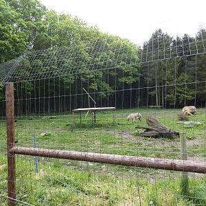 Wolf enclosure