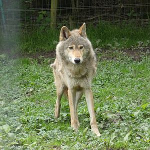 Wolf-dog hybrid