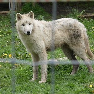 'Arctic' wolf