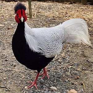 Plumpton Park Zoo - Silver Pheasant