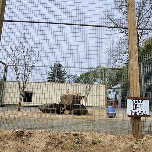 Plumpton Park Zoo - "New" Lion exhibit