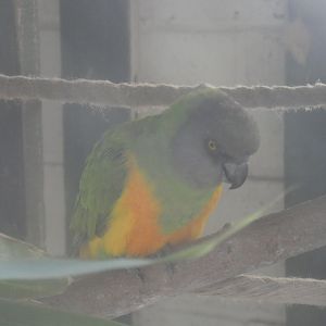Senegal parrot