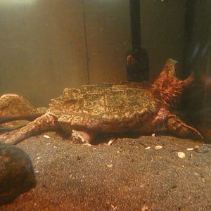 Alligator snapping turtle