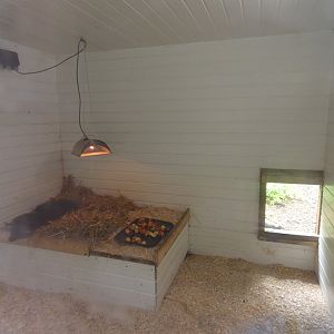 Binturong indoor enclosure