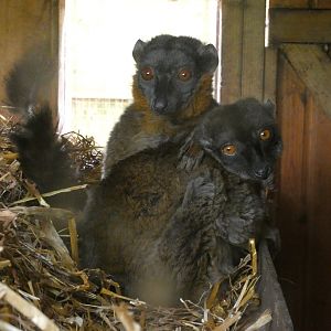 Collared lemur and brown lemur