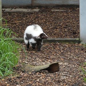 Striped skunk
