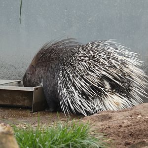 Indian crested porcupine