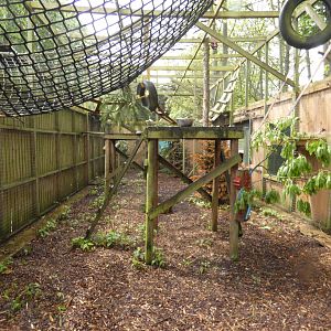 Collared lemur and brown lemur enclosure