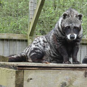 African civet