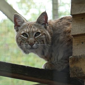 Bobcat