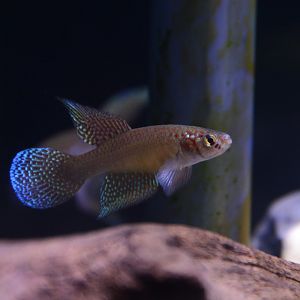 Rio pearlfish (Nematolebias whitei)