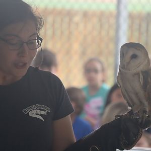 Barn Owl Keeper Talk