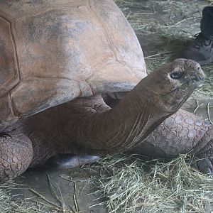 Aldabra Tortoise