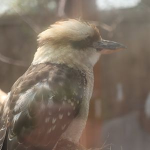 Laughing Kookaburra