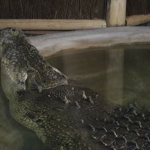 Massive Saltwater Crocodile